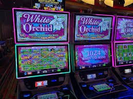 c17 Live Casino